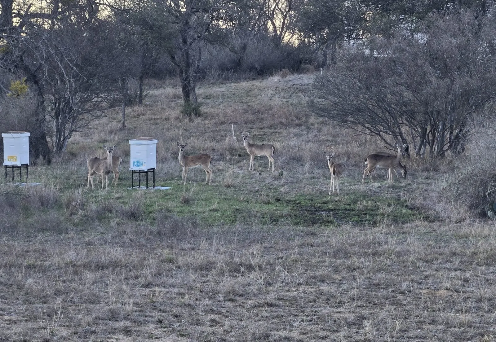 White-tailed deer standing among two white hives in winter-brown Hill Country pasture at dusk