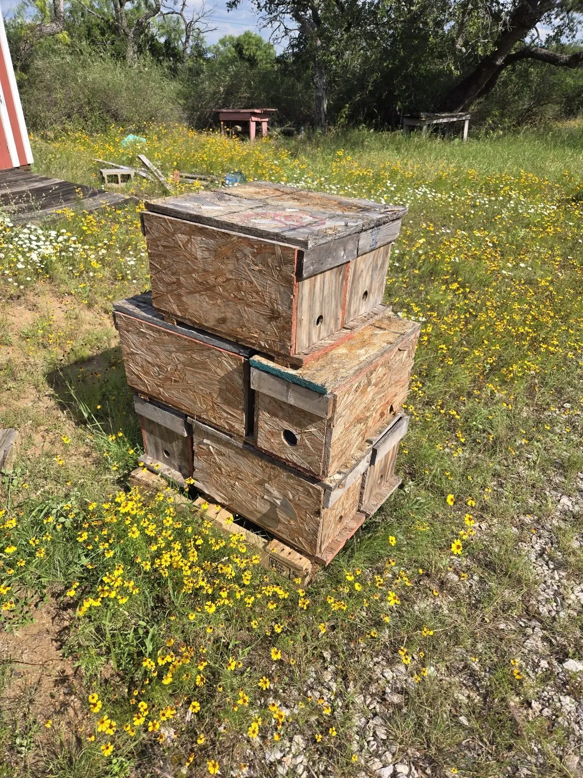 Stacked wooden nucleus boxes on a pallet among yellow wildflowers beside a Hill Country shed